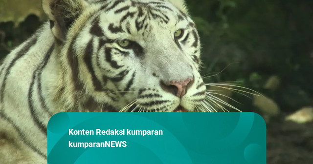 Pemkot Buka Opsi Semarang Zoo Dikelola Pihak Ketiga Setelah Harimau Putih Mati