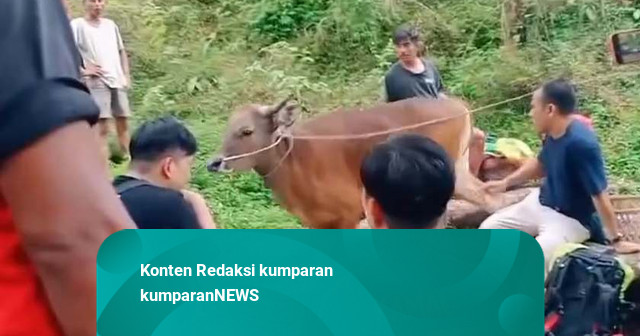 Viral Sapi Diajak Mendaki Gunung Rinjani, BTNGR: Video Lama, Rombongan Ritual