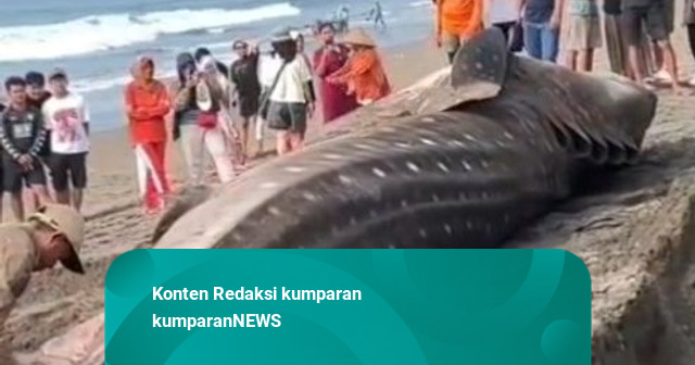 Hiu Tutul Terdampar di Pantai Baturakas Pangandaran: Terkendala Evakuasi