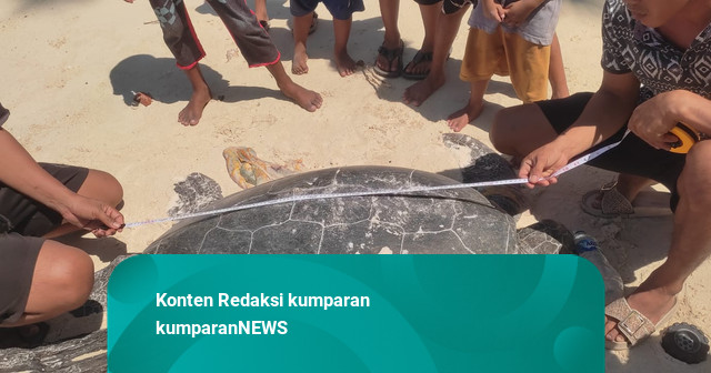 Penyu Ditemukan Mati Dibunuh di Pantai Berau Kaltim, Perut Disayat Telur Diambil