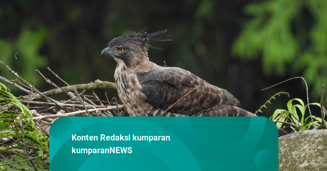 Menjaga Elang Jawa, Menyelamatkan Jantung Rimba