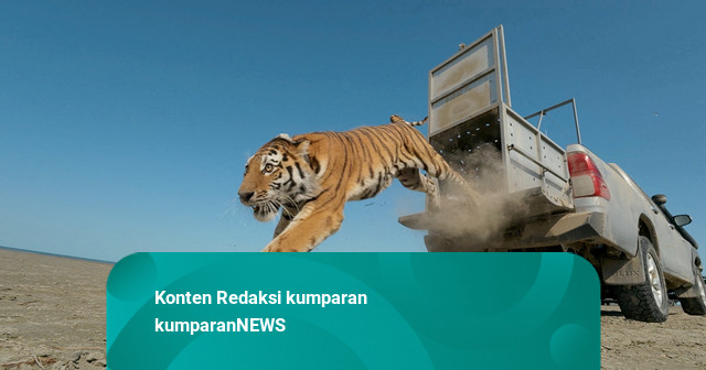 Foto: Kazakhstan Lepasliarkan Harimau Amur untuk Pulihkan Populasi