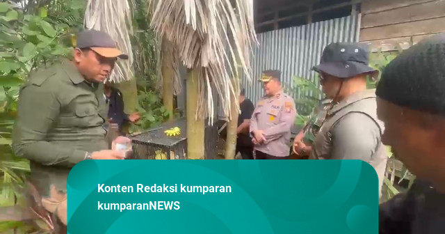 Teror Monyet Liar di Tembilahan Usai, Satwa yang Lukai Belasan Warga Ditangkap
