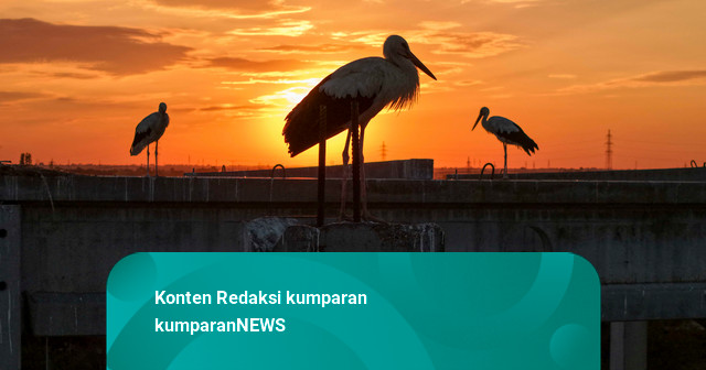 Foto: Bangunan Mangkrak di Serbia Jadi Sarang Burung Bangau Putih