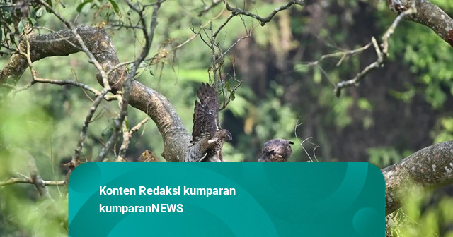 Dari Muria ke Semarang, Perjalanan Elang Jawa Kembali ke Alam