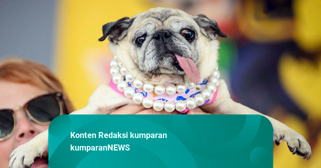 Foto: Adu Unik Kontes Anjing Terjelek di California