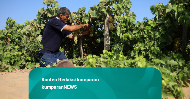 Foto: Secercah Harapan Petani Anggur di Gaza