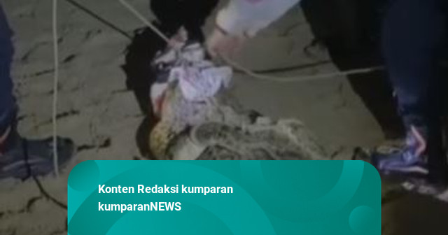 Damkar Tangkap Buaya Muara Sepanjang 3 Meter di Pantai Pasir Putih Lebak