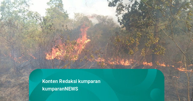Taman Nasional Way Kambas Lampung Timur Terbakar