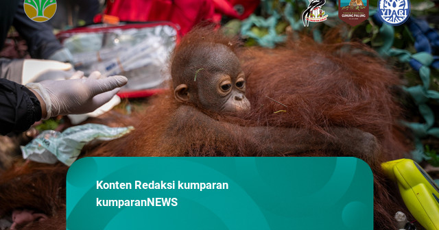 3 Orang Utan Dievakuasi dari Kebun Warga Akibat Karhutla di Ketapang