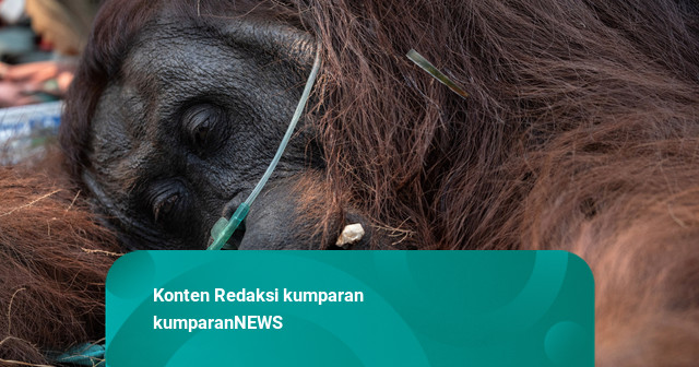 Foto: Orang Utan Ditemukan Pingsan Akibat Karhutla di Kalbar