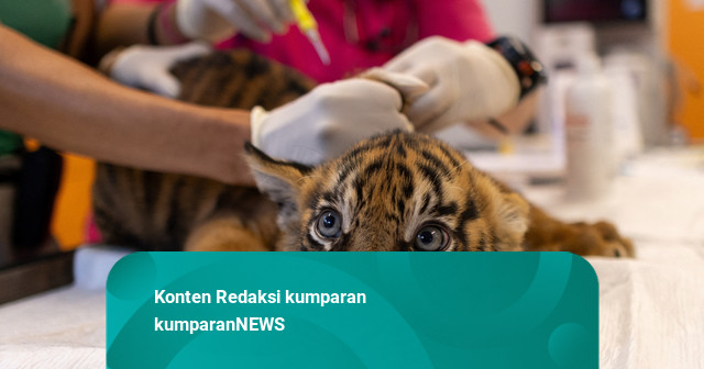 Foto: 3 Anak Harimau Sumatera Dapat Vaksin Pertamanya di Kebun Binatang Yunani