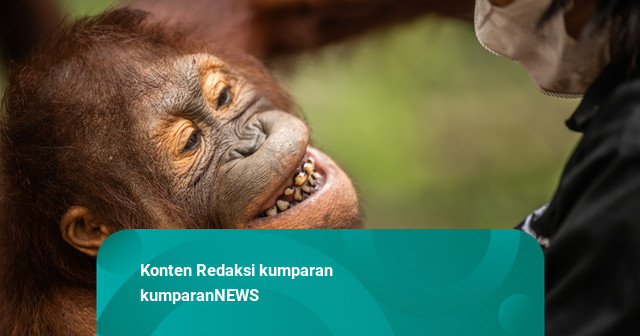 Foto: Menjaga Asupan Orang Utan di Tengah Asap Kalimantan