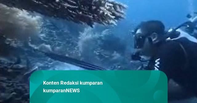 WN China di Raja Ampat Ditangkap Imigrasi Usai Tombak Penyu-Memasaknya Jadi Sop