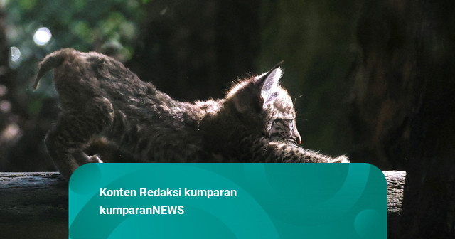Foto: Anak Kucing Hutan Pertama Lahir di Kebun Binatang Meksiko