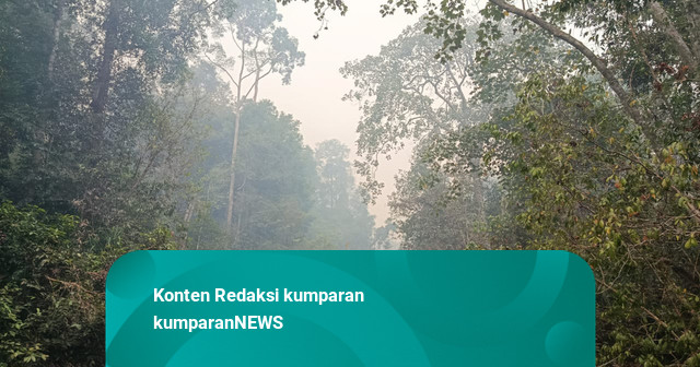 TN Berbak dan Sembilang Terbakar, Ancam Habitat Harimau Sumatera