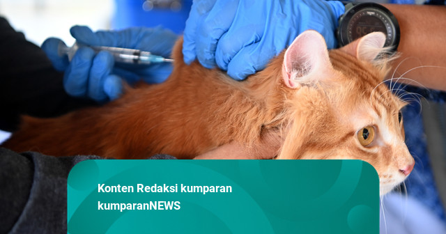 Foto: Vaksin Rabies Buat Para 'Anabul'