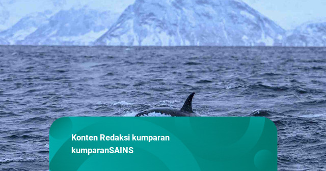Orca Terekam Tabrak Ikan Mola-mola hingga Hancur, Ilmuwan Duga Cuma untuk Main