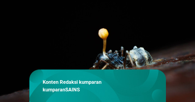 6 Spesies Baru Jamur Zombie di Meksiko: Bajak Otak Semut Mirip The Last of Us