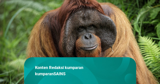 Orang Utan Masuk Pemukiman Akibat Karhutla Kalimantan, Populasinya Terancam