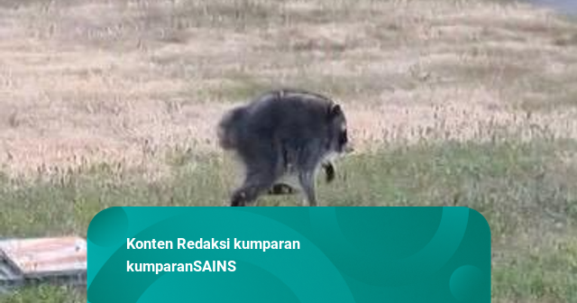 Rakun Bulat Jimothy Viral, Curi Perhatian Publik karena Sindrom Tulang Pendek
