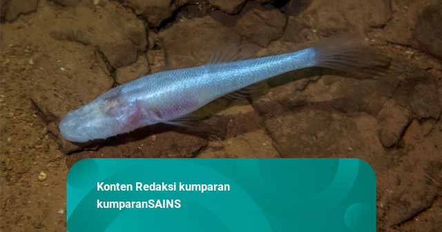 Spesies Baru Ikan Gua Mirip Monster Stranger Things Ditemukan