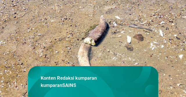 Fosil Gajah Purba Mammoth Terungkap saat Air Sungai Bulgaria Surut