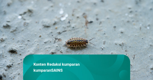 Nenek di Italia Alami Sakit Perut Hebat, Ternyata Ada Kutu Hidup di Ususnya