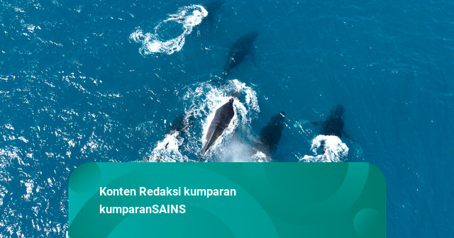 Foto: Ilmuwan Siap Ungkap Rahasia Paus Bungkuk saat Musim Kawin