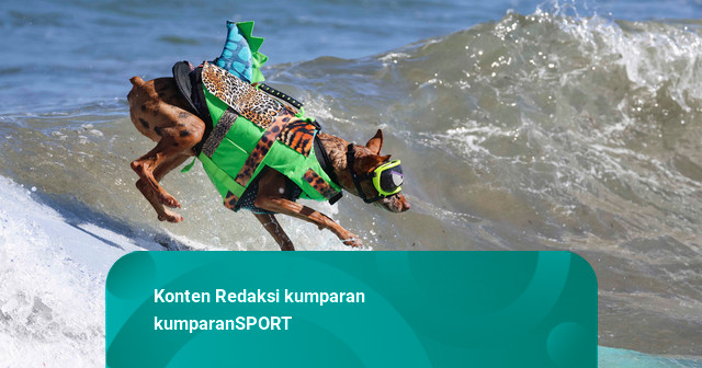 Foto: Anjing-anjing Unjuk Gigi di Kejuaraan Selancar Dunia