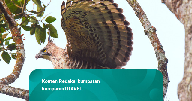 Padma Hotels Gandeng Djarum Foundation, Dorong Pelestarian Elang Jawa