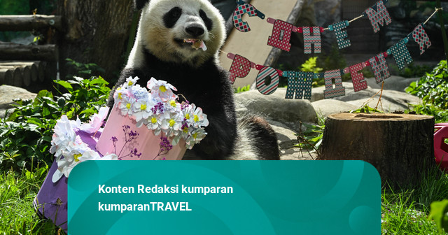 Foto: Panda Pertama Rusia Rayakan Ultah ke-3