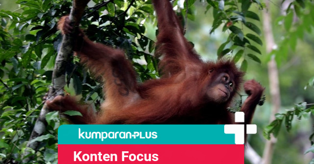 Konten YouTube: 5 Bayi Orang Utan Ditemukan di India, Diduga dari Sumatra