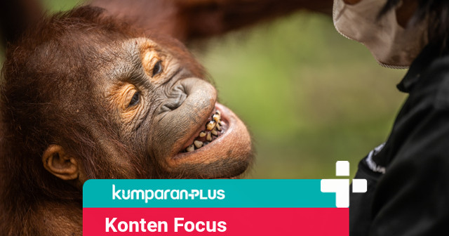 Konten TikTok: Populasi Orang Utan Kalimantan Turun 80 Persen dalam 53 Tahun