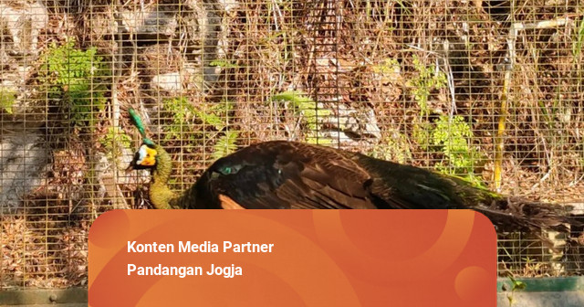 BKSDA Yogya Evakuasi Merak Hijau yang Ditemukan Lemas di Bantul