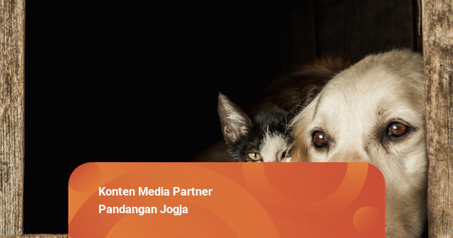 DPRD DIY Sahkan Perda Keamanan Pangan: Larang Perdagangan Daging Anjing-Kucing