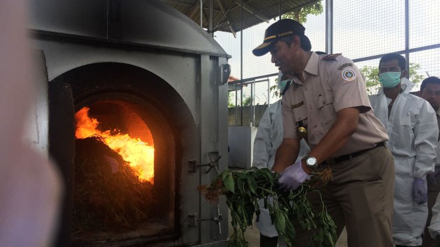 Petugas memusnahkan tanaman cabai Cina (Foto: Indra Subagja)