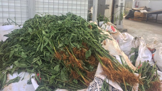 Tanaman cabai China yang akan dimusnahkan (Foto: Indra Subagja)