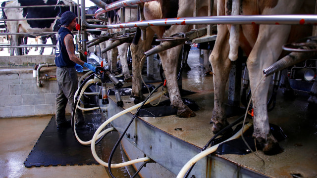 Seorang pekerja di tempat pemerahan sapi Smithton, Australia. Foto: REUTERS/David Gray