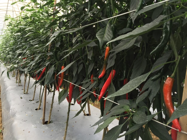 Lahan tanaman cabai merah (Foto: Ditjen Hortikultura Kementerian Pertanian)