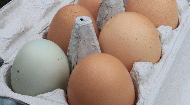 Ilustrasi telur (Foto: Pixabay)