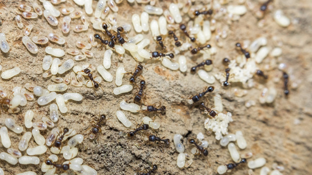 Escamole biasanya dari larva semut akar agave. (Foto: Dok. Thinkstock)
