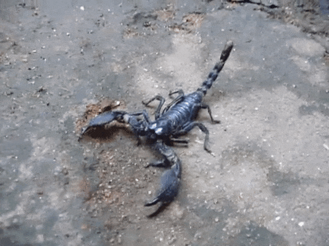 Kalajengking (Foto: Youtube)