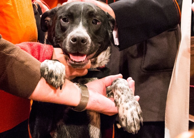Menjaga anjing peliharaan dari hawa panas (Foto: David Gray/Reuters)