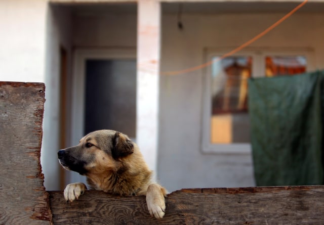 Anjing peliharaan (Foto: Ognen Teofilovski/Reuters)