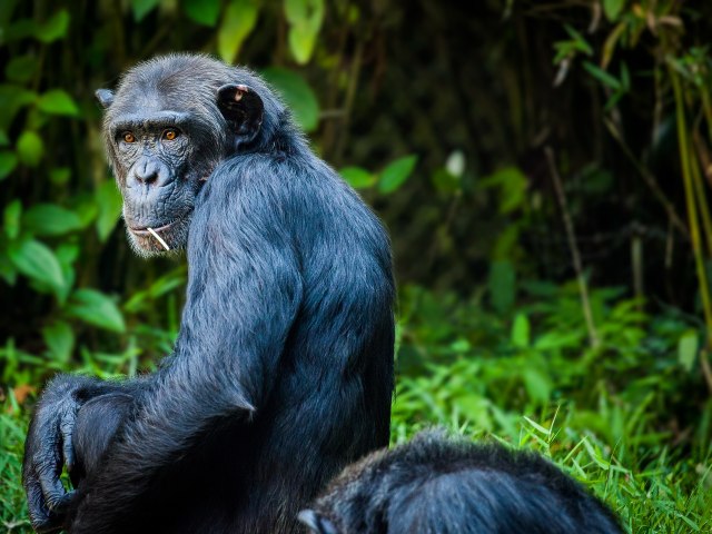 Chimpanzee (Foto: Pixabay)