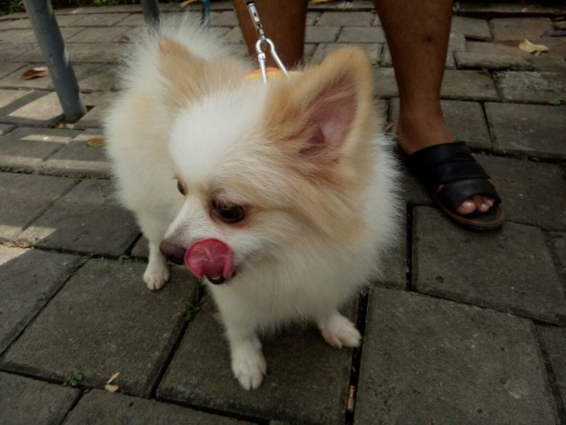 Jenis Anjing Chihuahua (Foto: Wahyuni Sahara/kumparan)