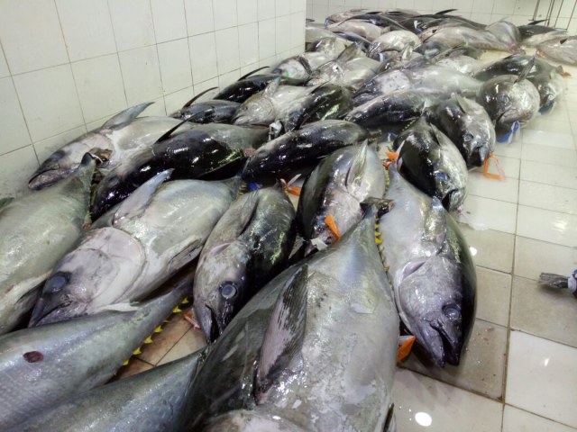 Ikan-ikan di Muara Baru (Foto: kumparan)