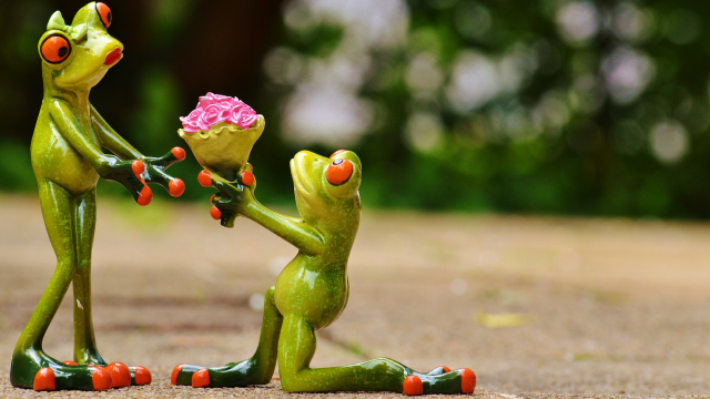 Frog (Foto: Pixabay)