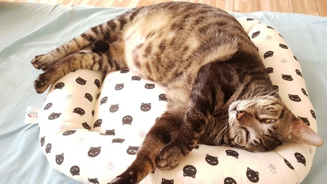 Kucing kesayangan Cici Panda (Foto: Dokumen Pribadi Cici Panda)